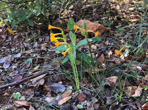 Image de Narcissus gaditanus Boiss. & Reut.