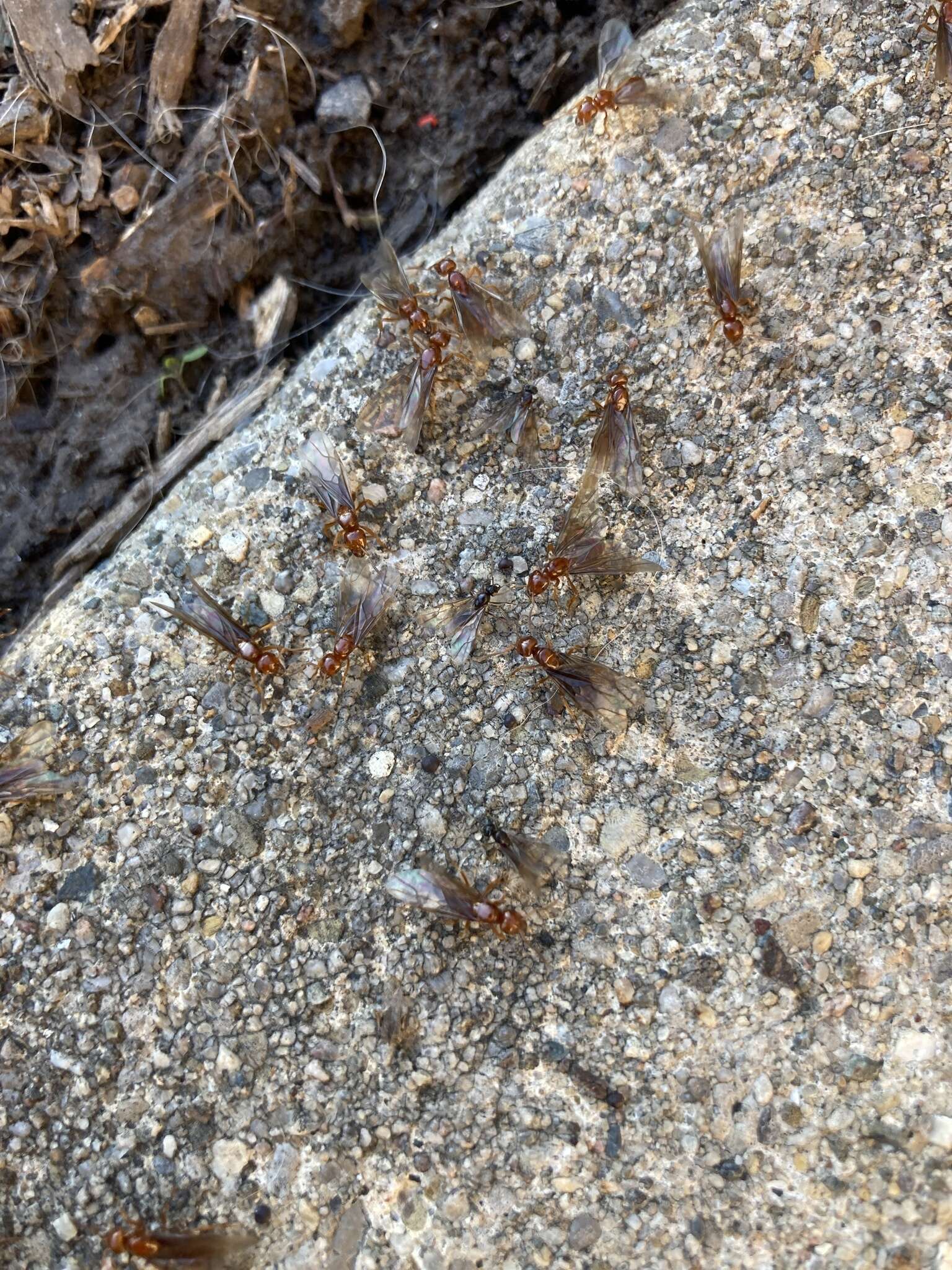 Image of <i>Lasius interjectus</i>