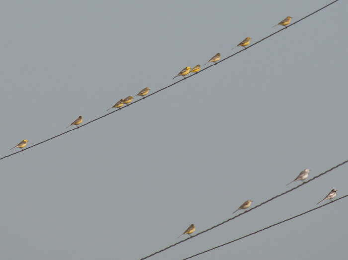 Image of Hodgson's Yellowheaded Wagtail