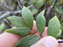 Berberis claireae R. Moran的圖片