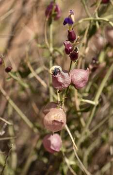 Imagem de Scutellaria mexicana (Torr.) A. J. Paton