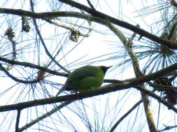 Image of Greater Green Leafbird