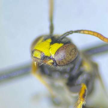 Pseudopanurgus labrosus (Robertson 1895) resmi