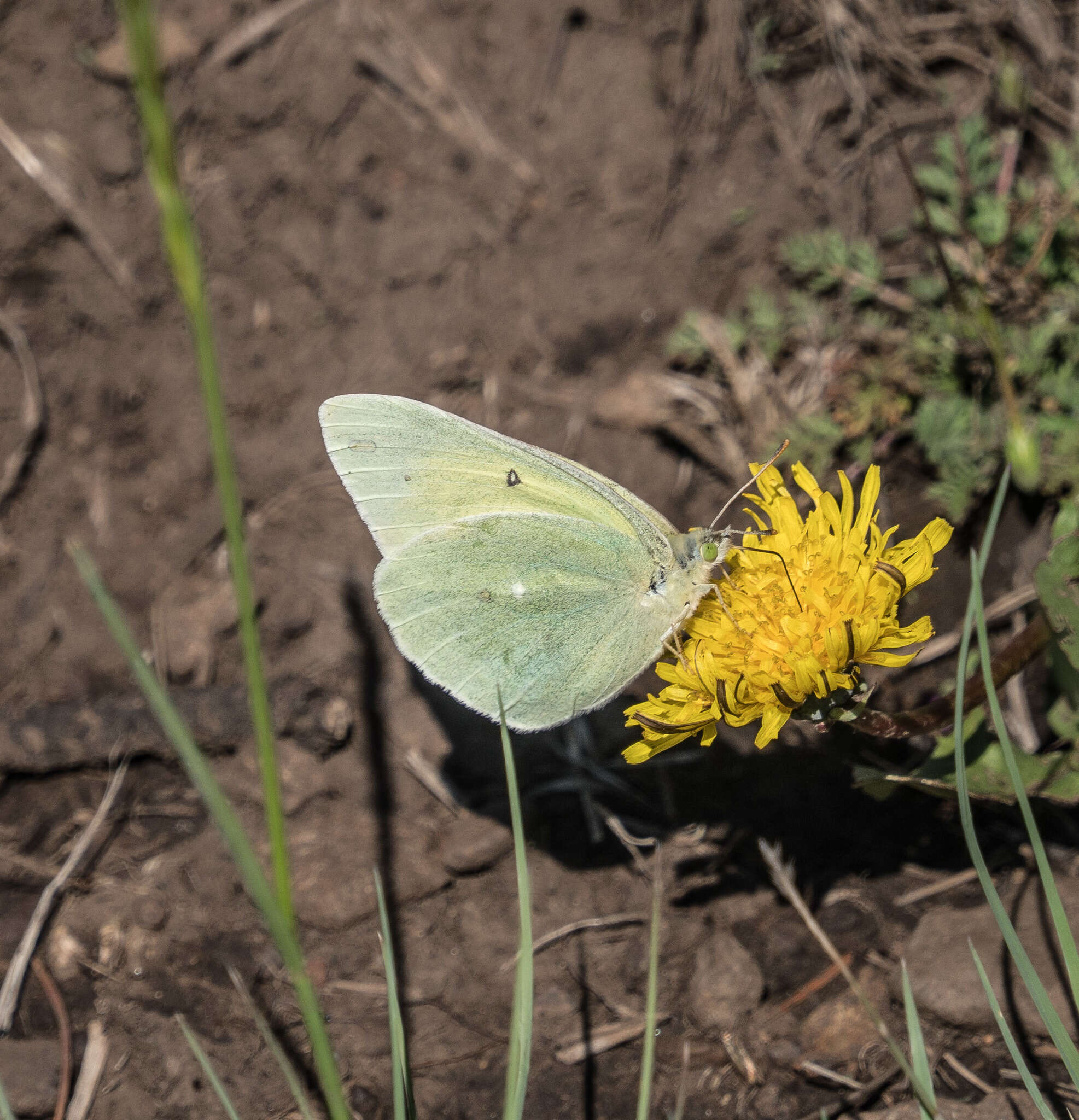 Image of Alexandra's Sulphur