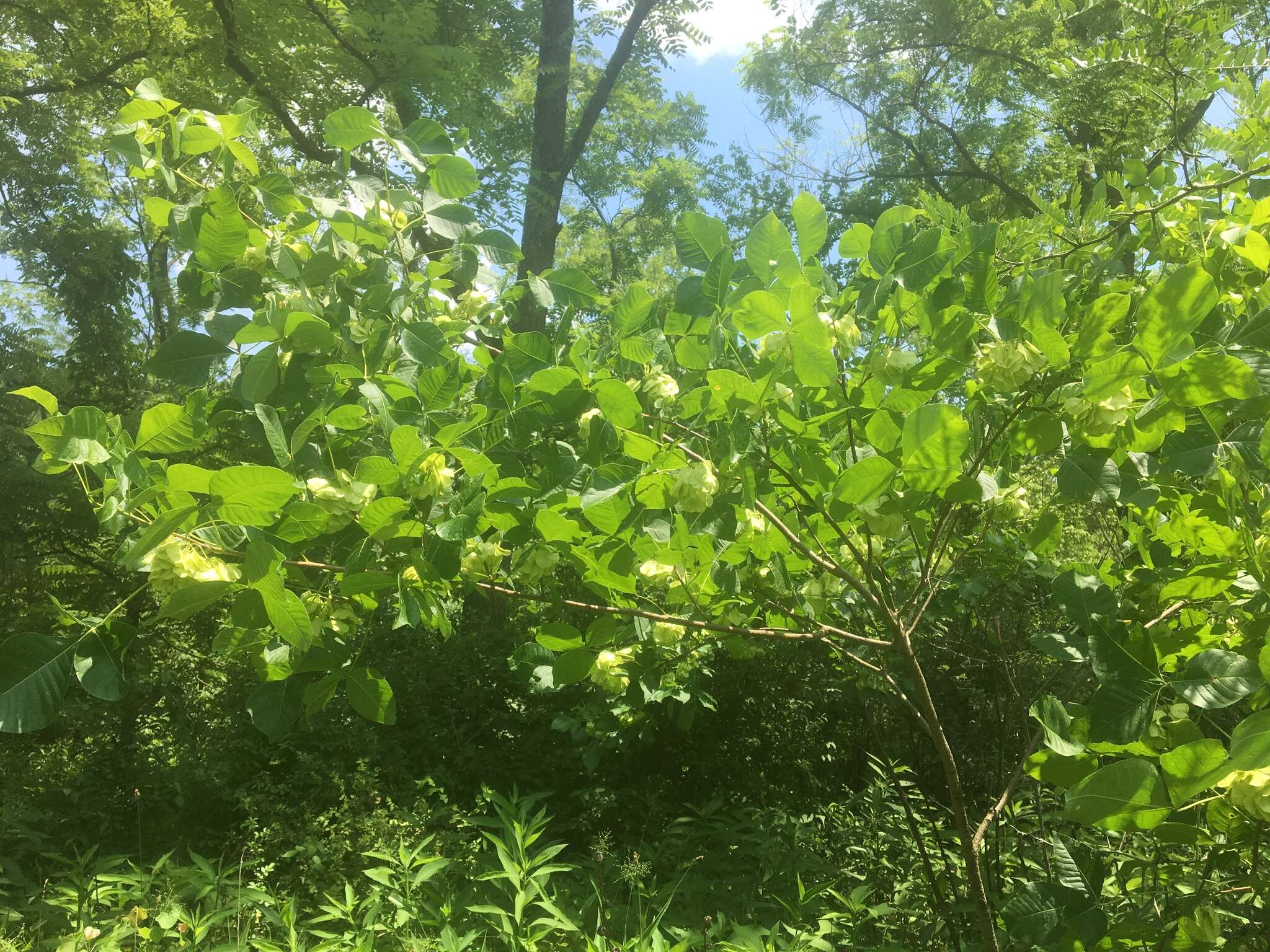 Image of Ptelea trifoliata var. mollis Torr. & Gray