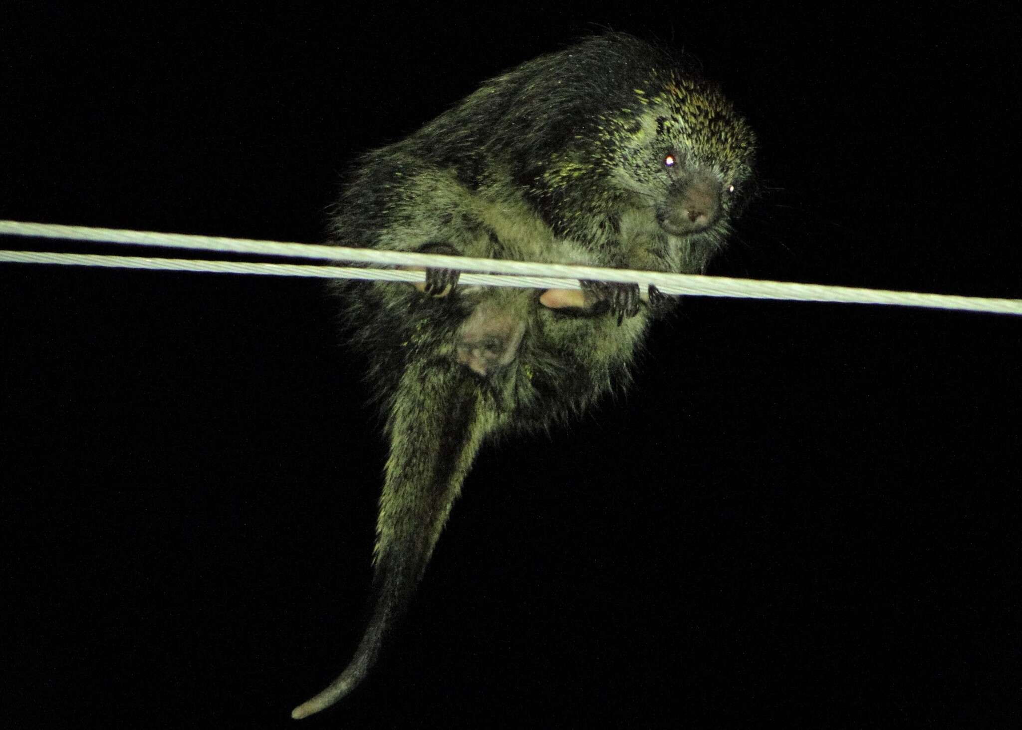 Image of Paraguaian Hairy Dwarf Porcupine