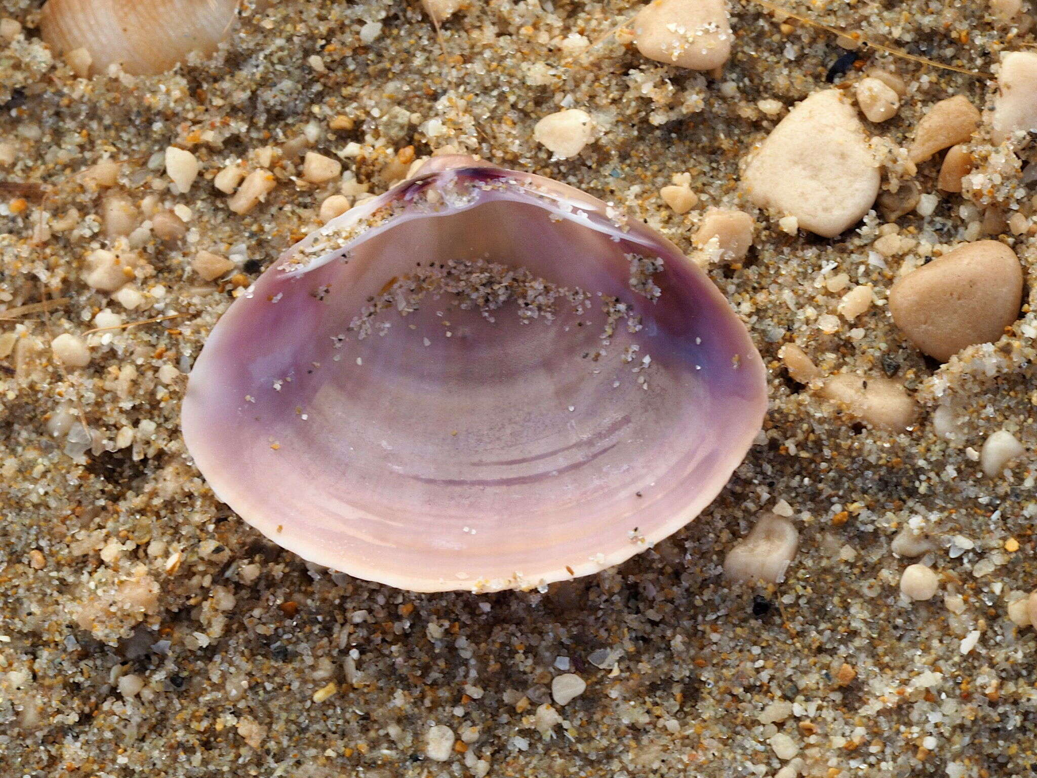 Image of rayed trough clam