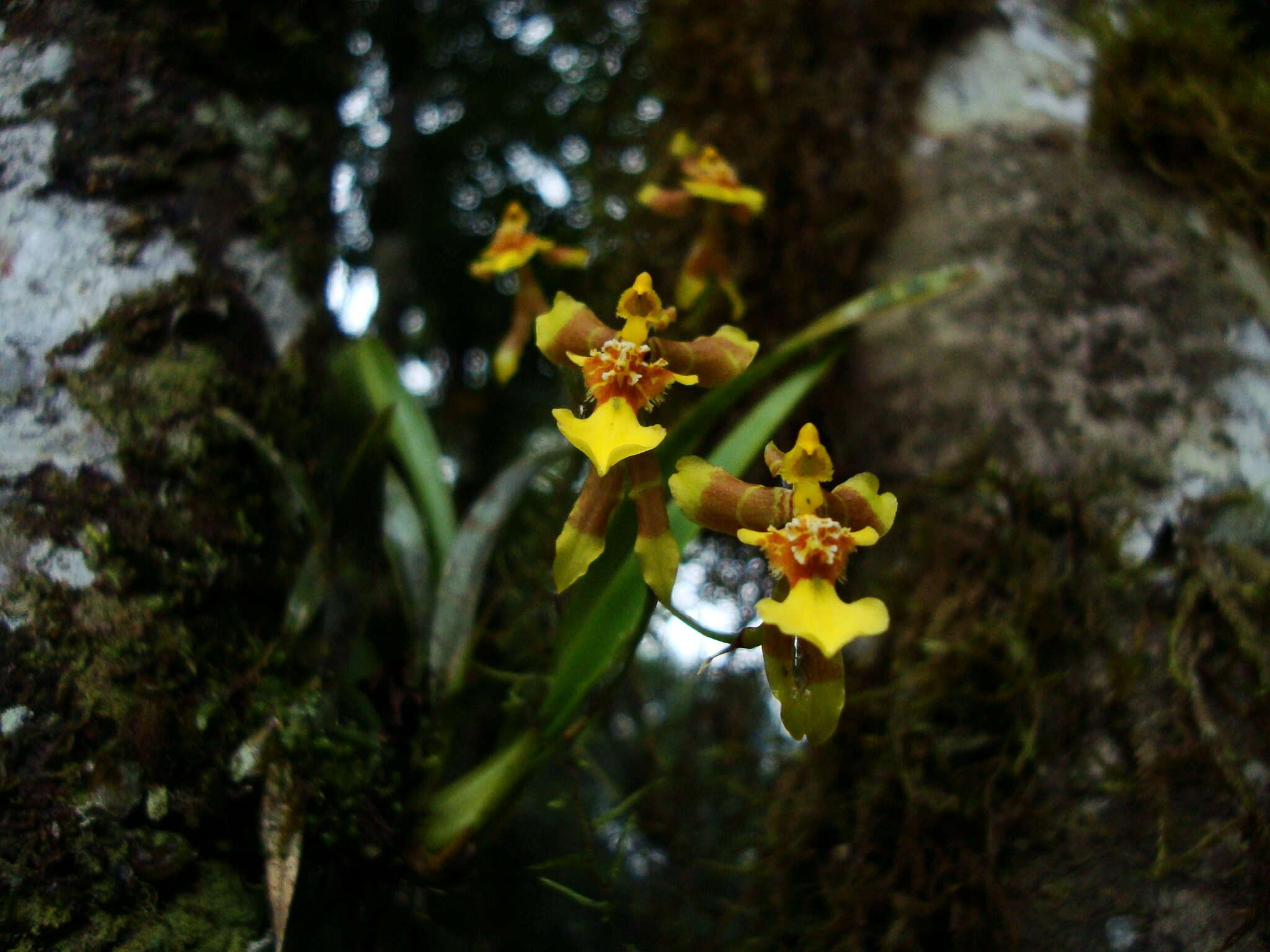 Image of Gomesa longipes (Lindl.) M. W. Chase & N. H. Williams