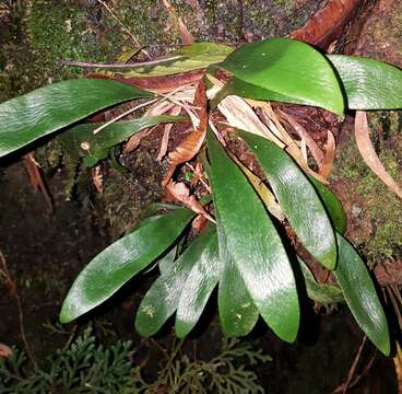 Слика од Antrophyopsis boryana (Willd.) Schuettp.