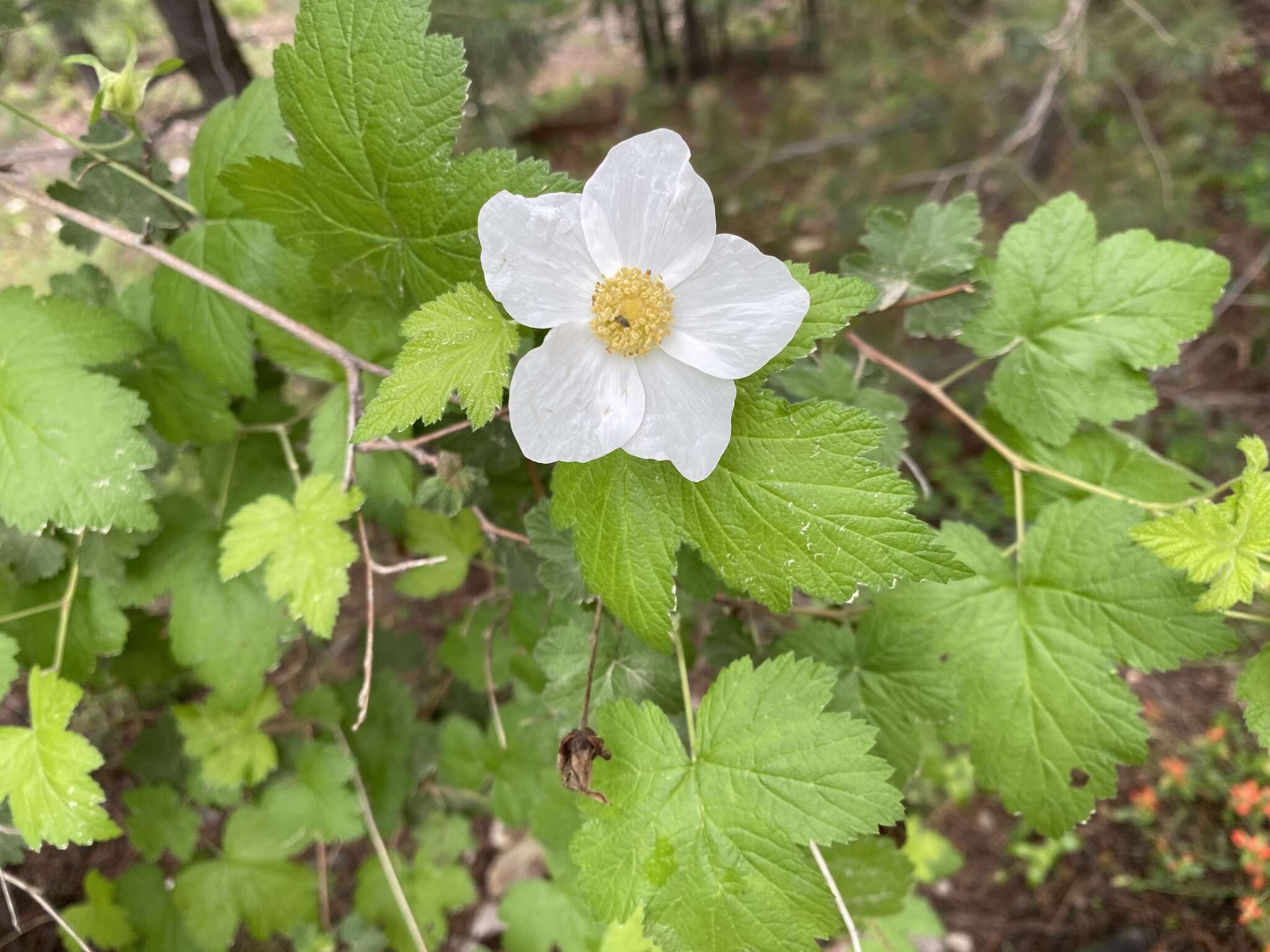 Image de Rubus neomexicanus A. Gray