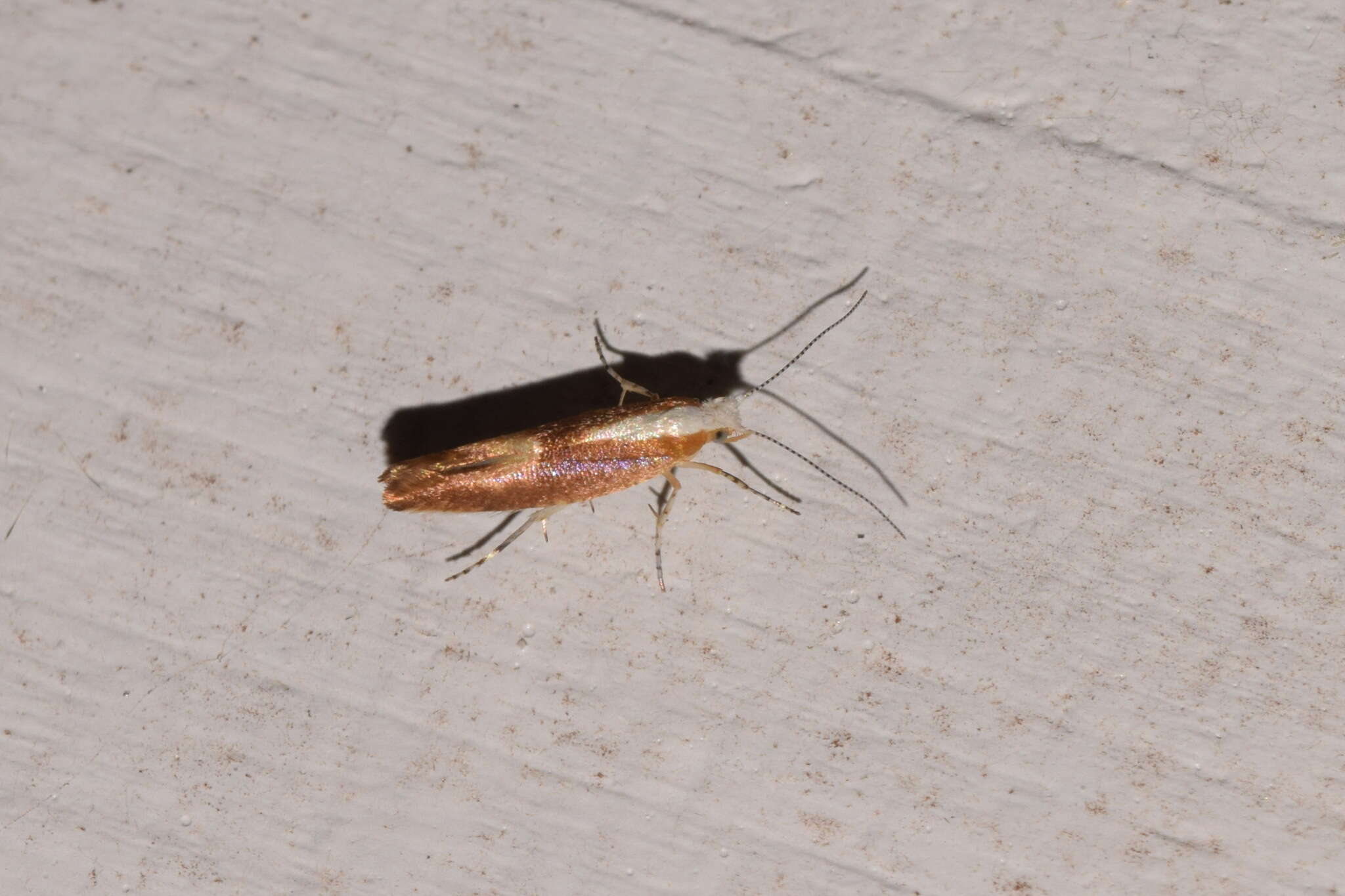 Imagem de Argyresthia albistria Haworth 1828