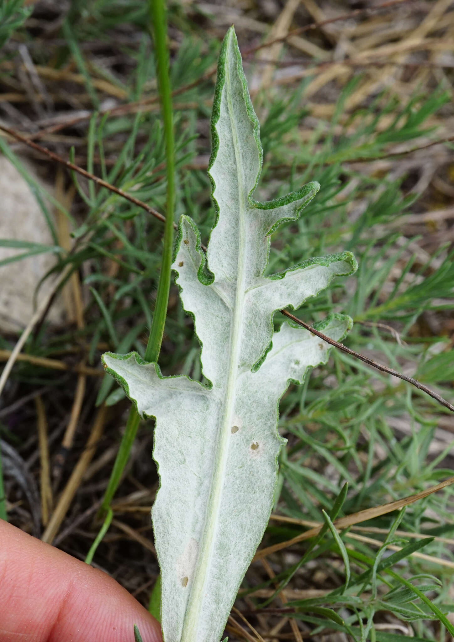 Image of Jurinea mollis (L.) Rchb.