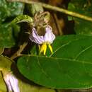 Image of Solanum acanthodapis A. R. Bean