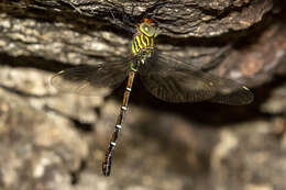 Image of Green-striped Darner