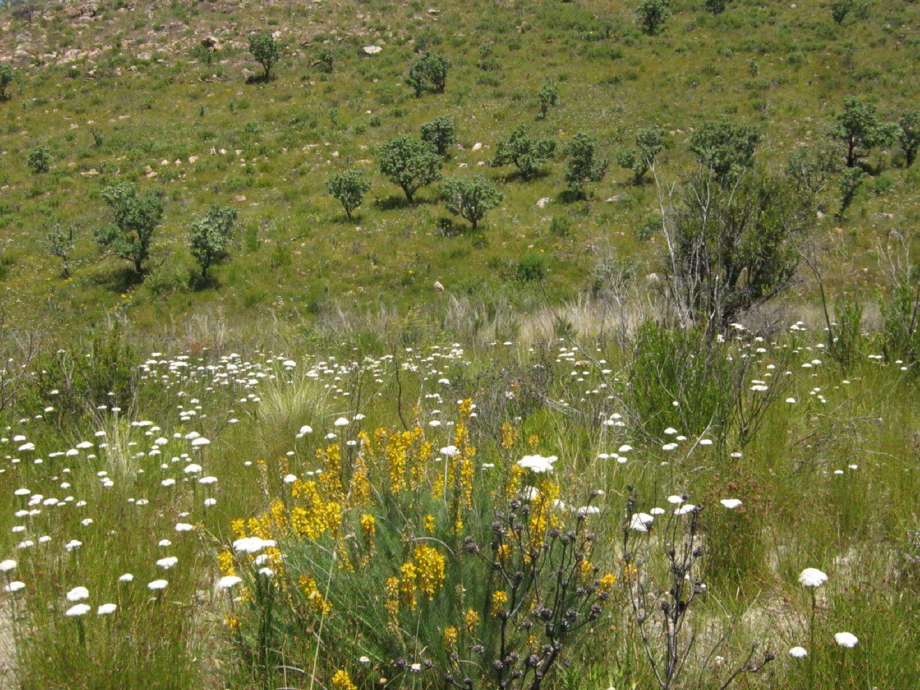 Image of Lebeckia sepiaria (L.) Thunb.