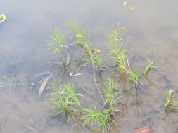 Image of Horse-Tail Crown Grass
