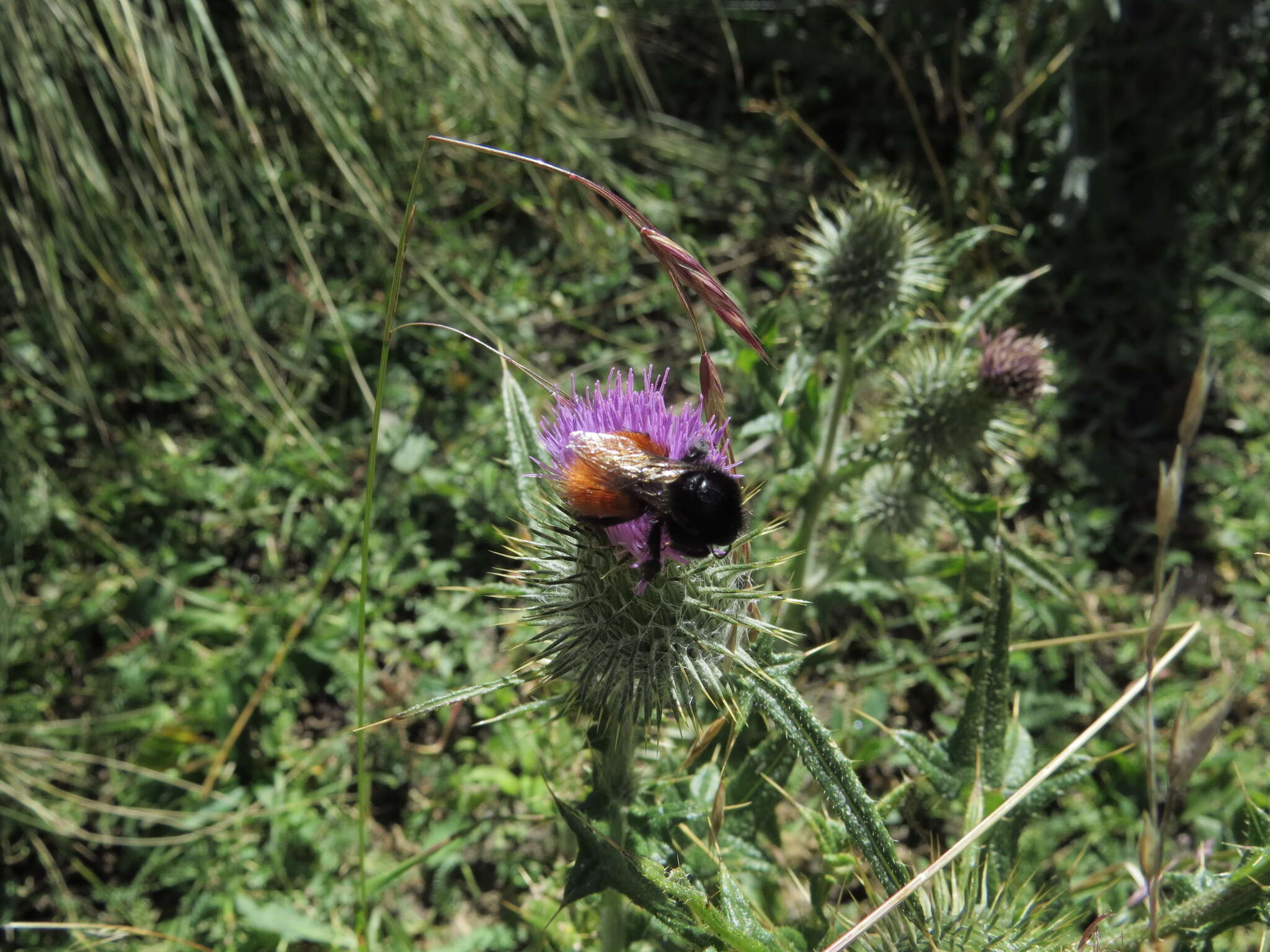 Imagem de Bombus baeri Vachal 1904