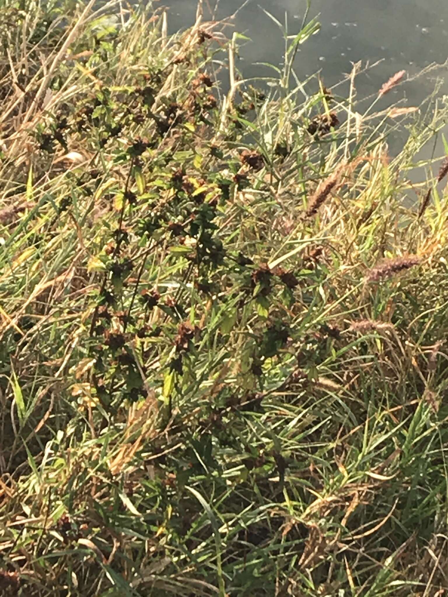 Image of country mallow