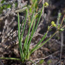 Sivun Euphorbia silenifolia (Haw.) Sweet kuva