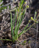 Sivun Euphorbia silenifolia (Haw.) Sweet kuva