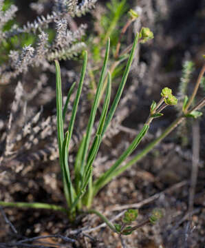 Sivun Euphorbia silenifolia (Haw.) Sweet kuva