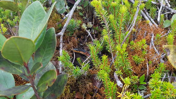 Plancia ëd Rhabdophis murudensis (M. A. Smith 1925)