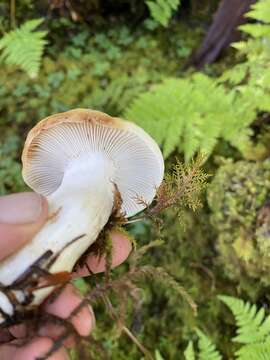 Image of Russula crassotunicata Singer 1938