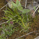 Image of Silene graminifolia Otth