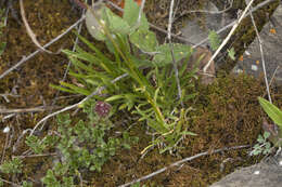 Image of Silene graminifolia Otth