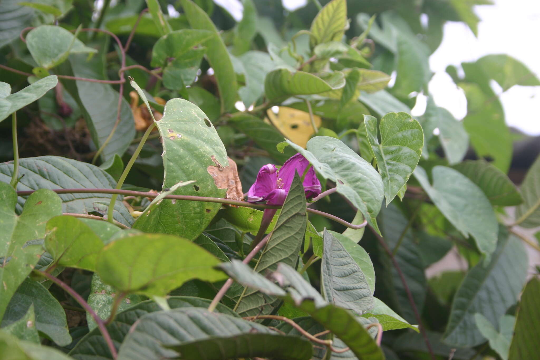 Слика од Ipomoea purga (Wender.) Hayne