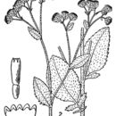 Image of costmary