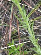 Image de Nidorella aegyptiaca (L.) J. C. Manning & Goldblatt