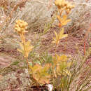 Image of Potentilla longifolia Willd.