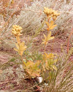 Image of Potentilla longifolia Willd.