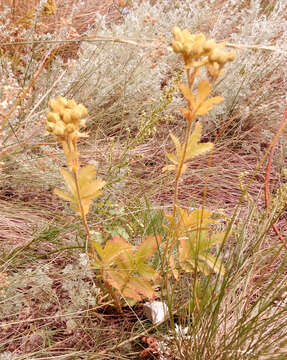 صورة Potentilla longifolia Willd.