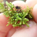 Image of claopodium moss