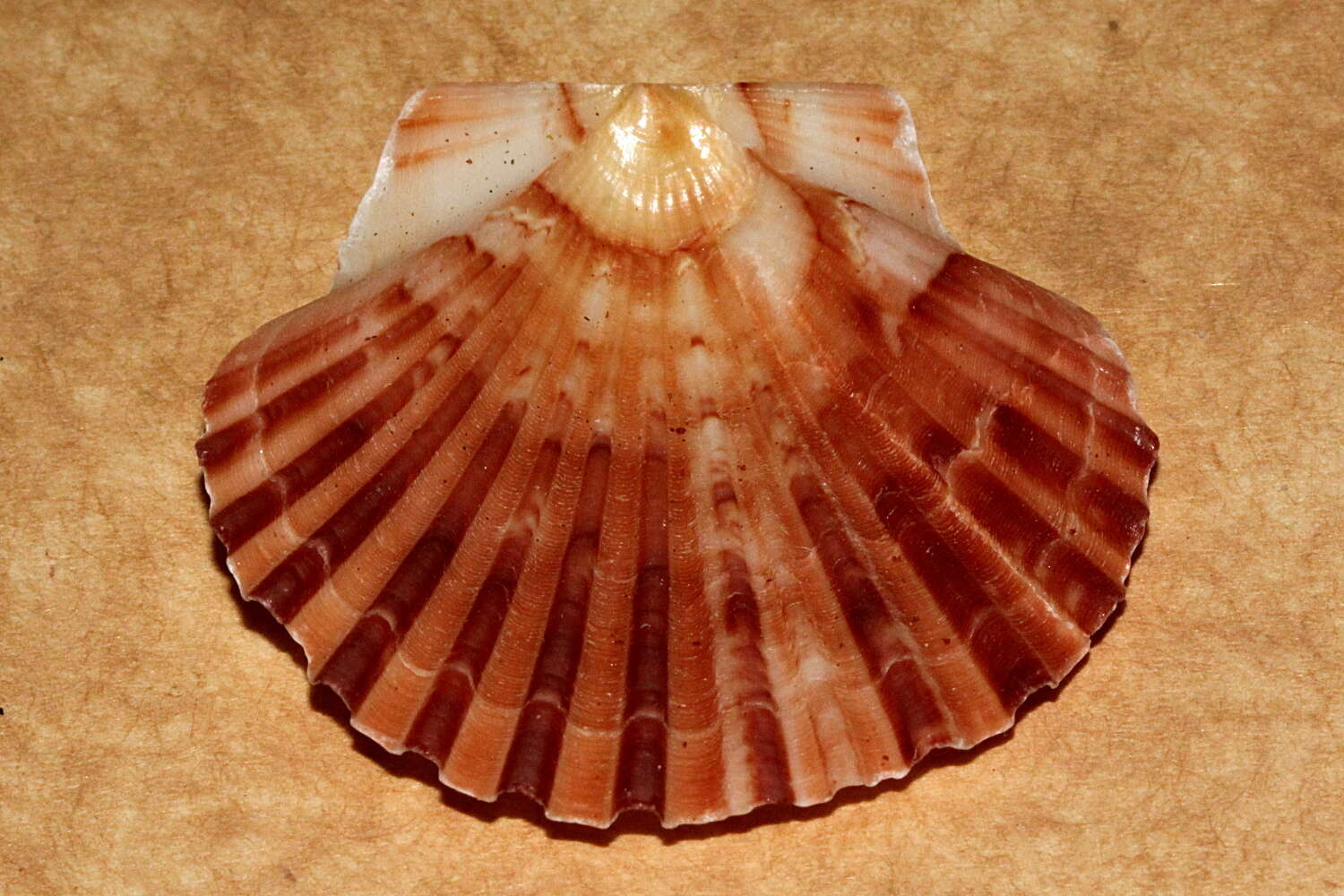 Image of Australian scallop