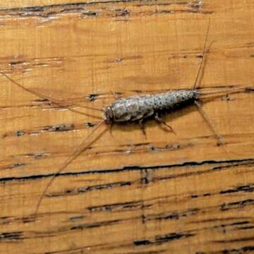 Image of Four-lined Silverfish