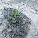 Imagem de Astragalus sesquiflorus S. Wats.