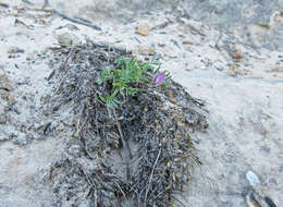 Imagem de Astragalus sesquiflorus S. Wats.