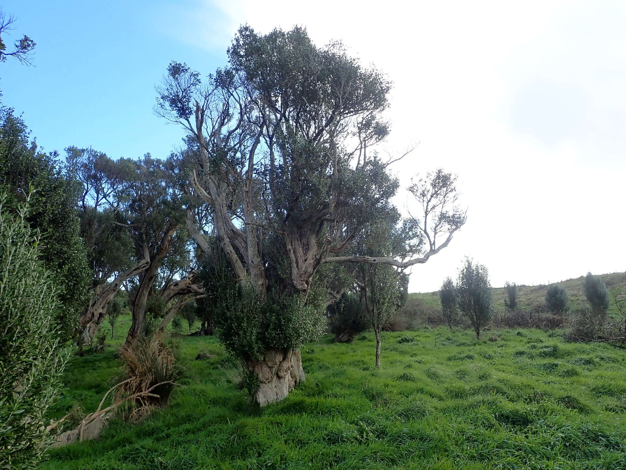 Image of Olearia telmatica Heenan & de Lange