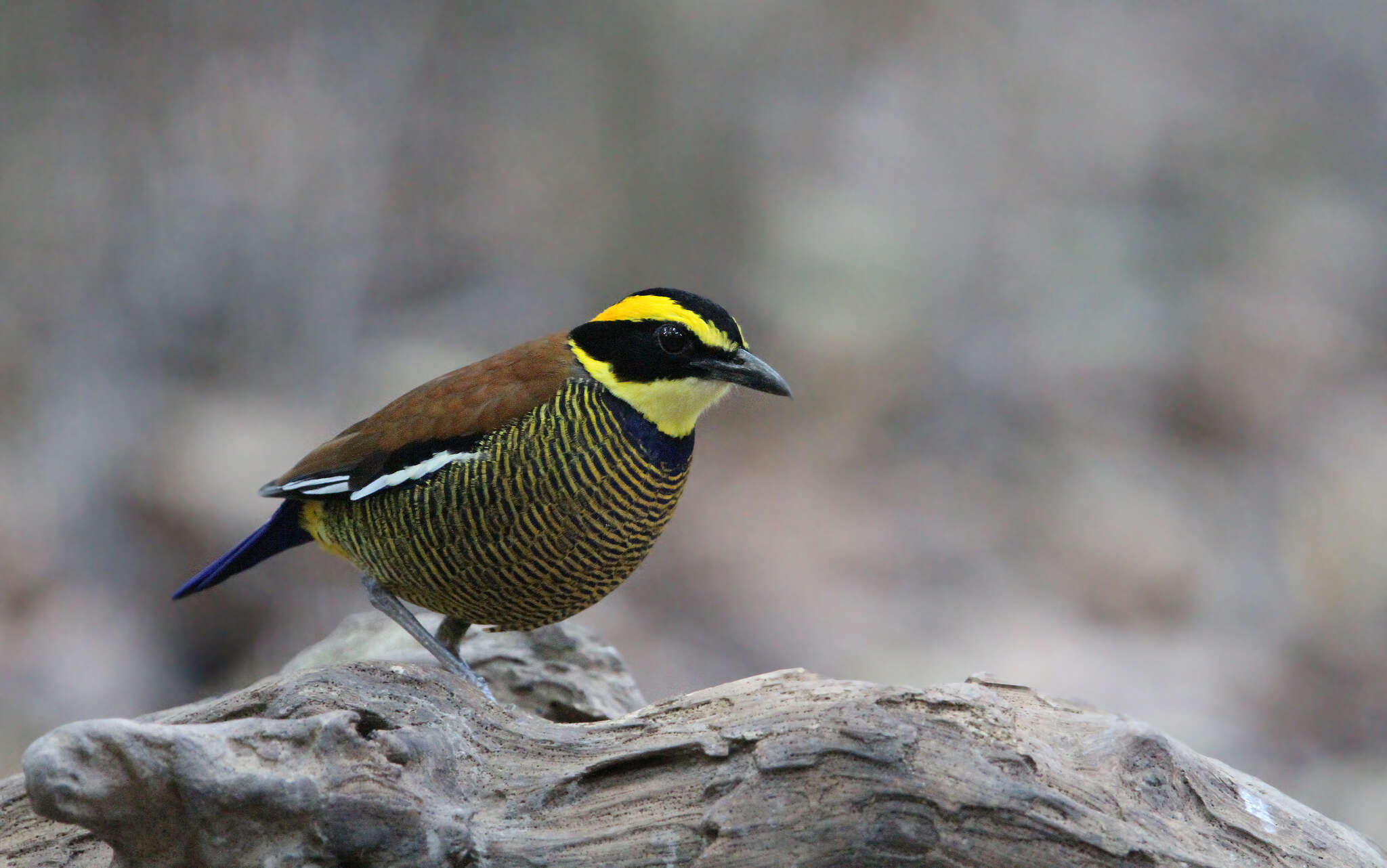 Image of Javan Banded Pitta