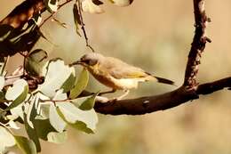 Image of Grey-headed Honeyeater