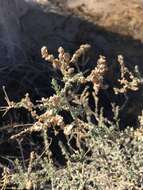 Image de Atriplex polycarpa (Torr.) S. Wats.