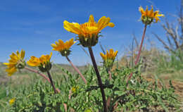 Слика од Balsamorhiza hispidula Sharp