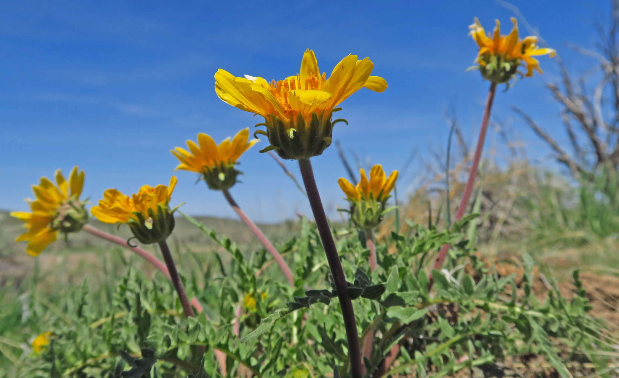 Plancia ëd Balsamorhiza hispidula Sharp