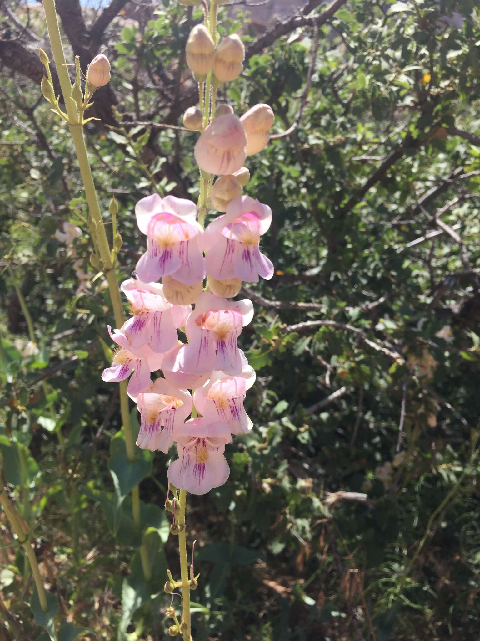 Image of Palmer's penstemon