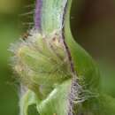 Image of Reverchon's spiderwort