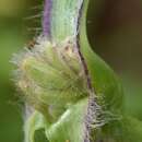 Image de Tradescantia reverchonii Bush