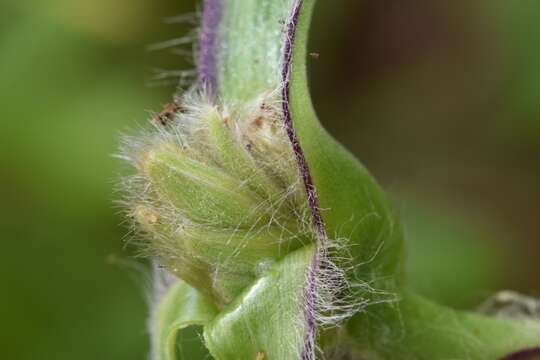 Image of Reverchon's spiderwort